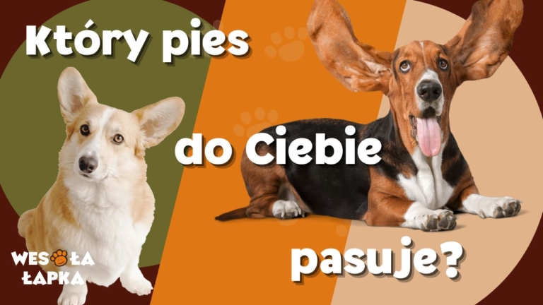 Który pies do ciebie pasuje