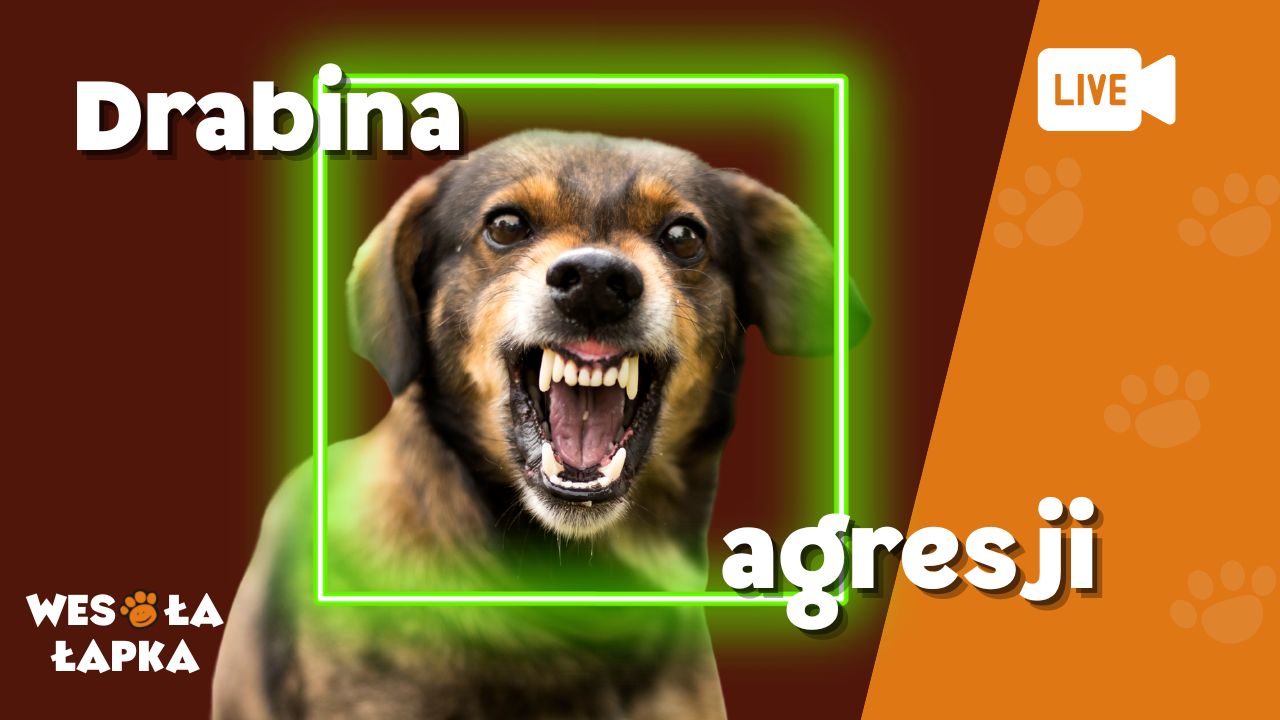 drabina agresji