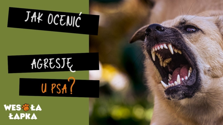 Jak ocenic agresje u psa