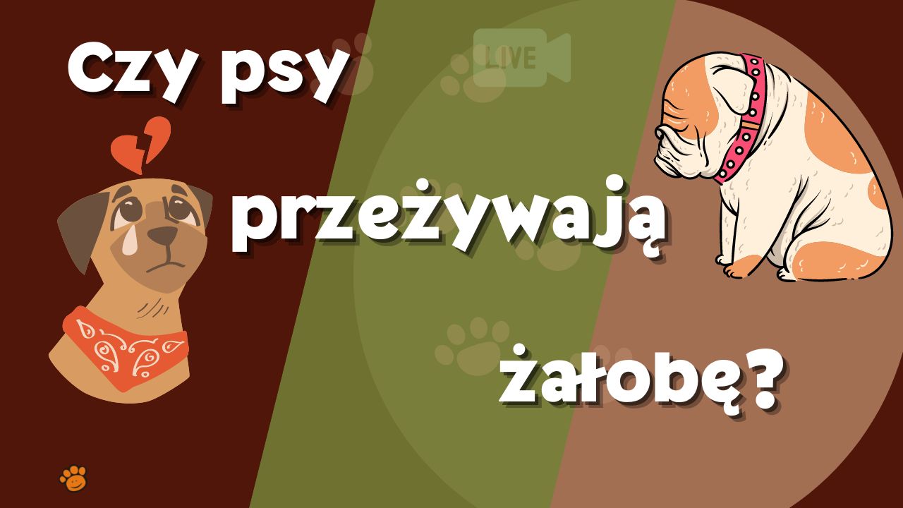 czy psy przezywaja zalobe