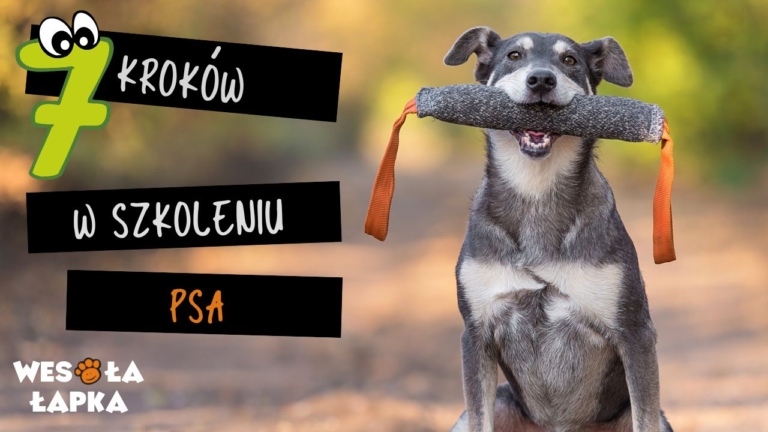 7 krokow w szkoleniu sa