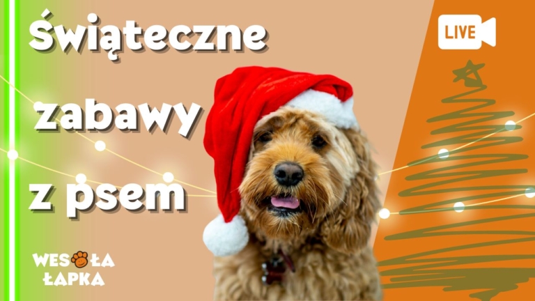 Swiateczne zabawy z psem