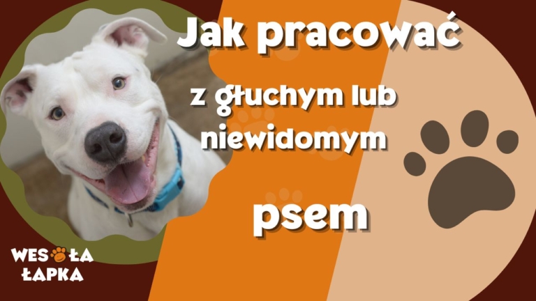 jak pracowac z gluchym psem