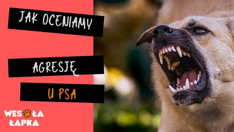 Kopia Jak ocenic agresje u psa