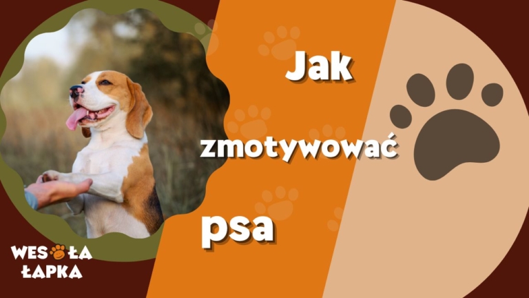 jak zmotywowac psa
