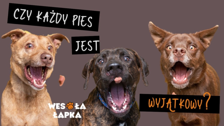 czy kazdy pies jest wyjatkowy