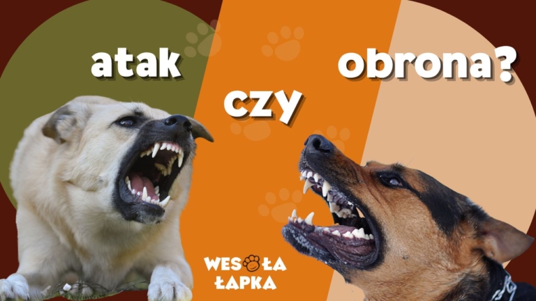 Zachowania konfliktowe