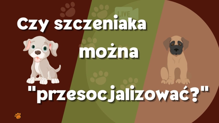 czy szczeniaka mozna przesocjalizowac