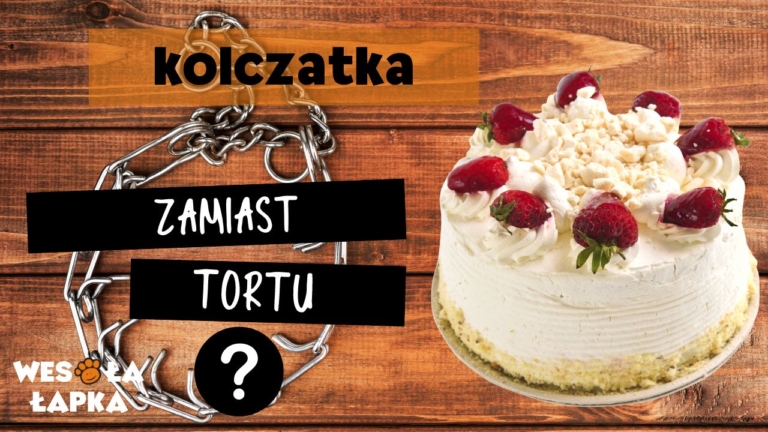 kolczatka zamiast tortu