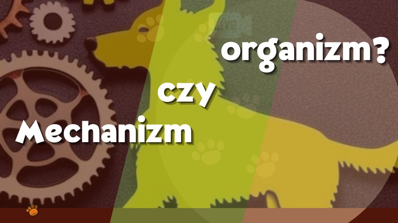 mechanizm czy organizm
