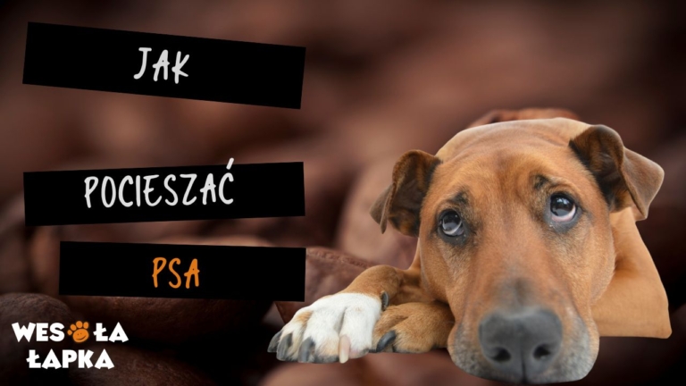 Jak pocieszac psa