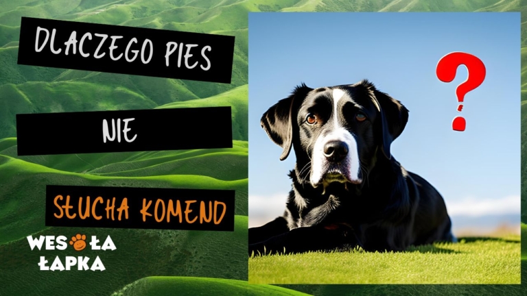 Dlaczego pies nie slucha komend