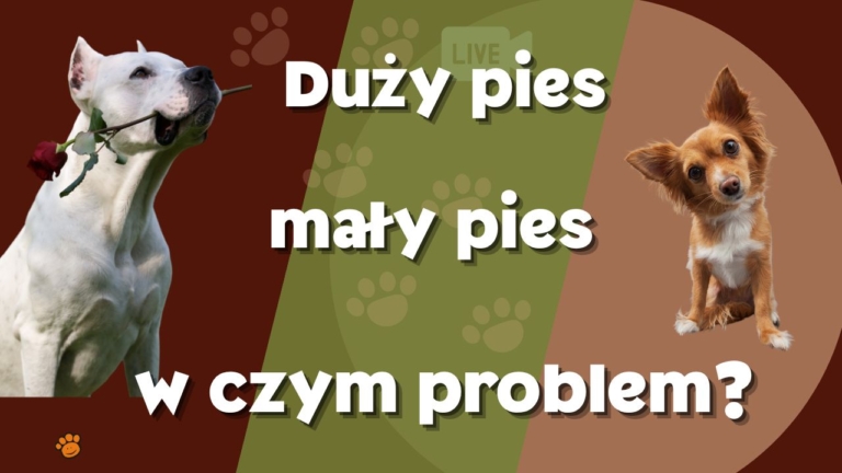 duzy pies maly pies