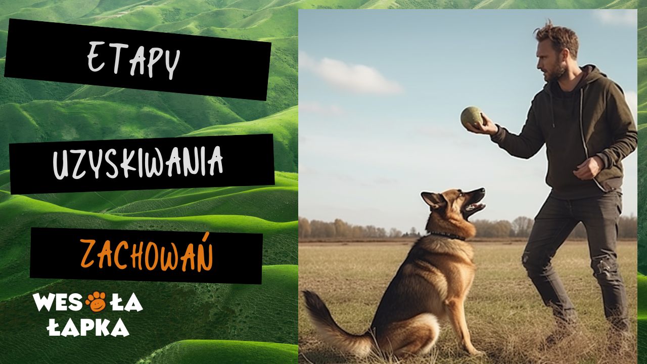 Etapy uzyskiwania zachowan