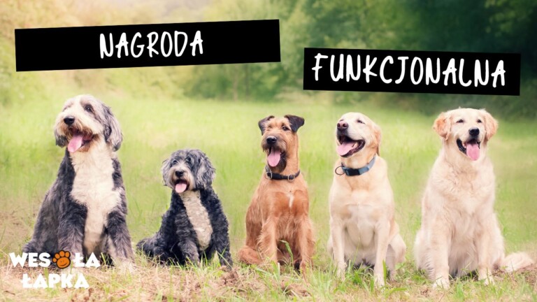 nagroda funkcjonalna