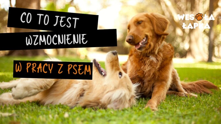 co to jest wzmocnienie