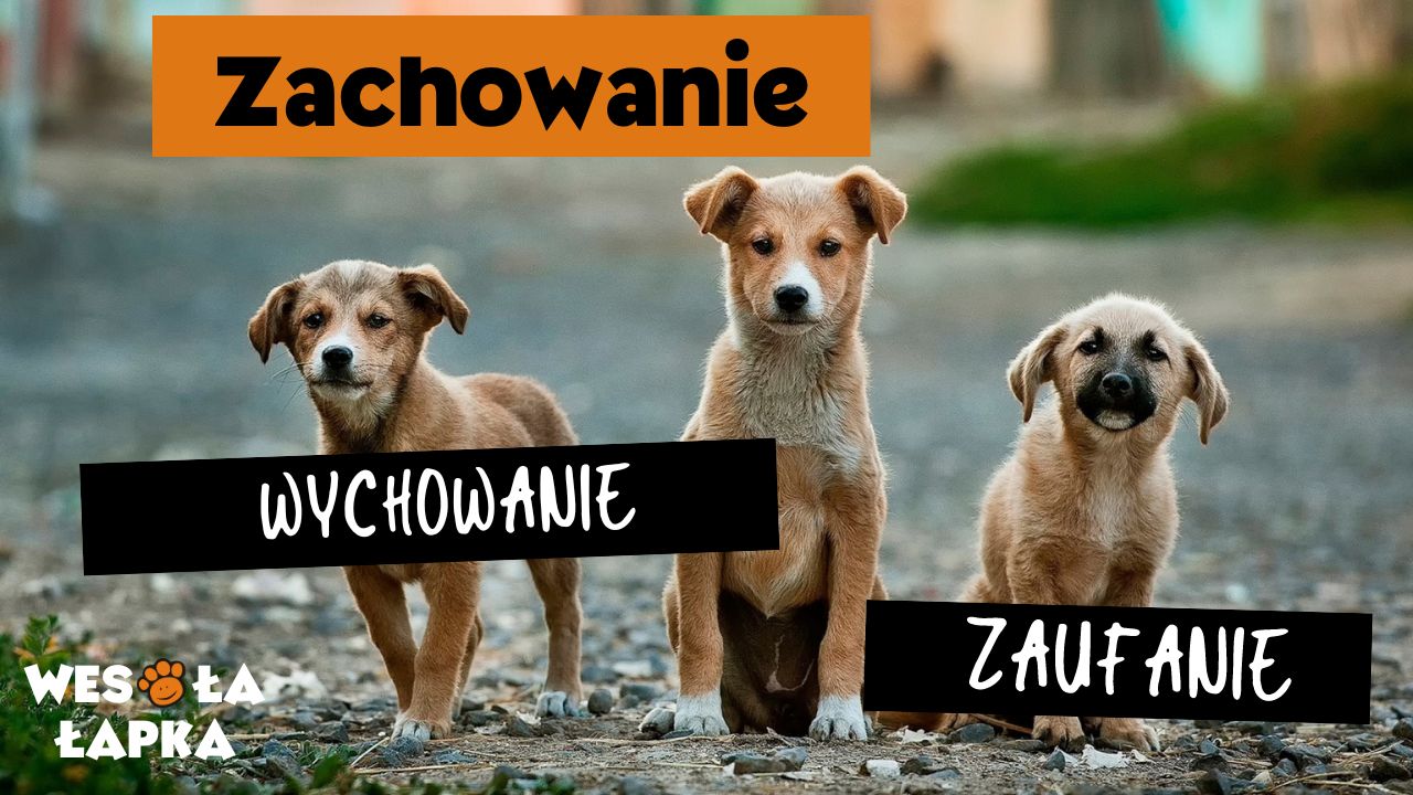 zachowanie wychowanie