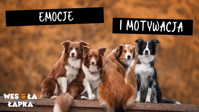 emocje i motywacja