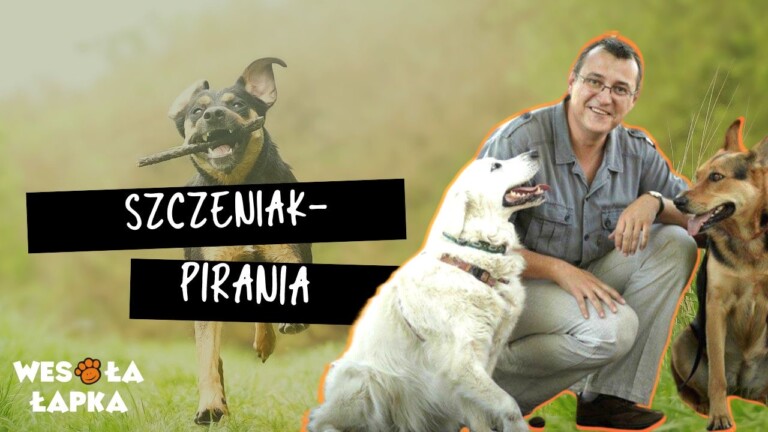 version1uuidAC4D027D 8123 43A5 B718 2365173F8374modecompatiblenoloc0