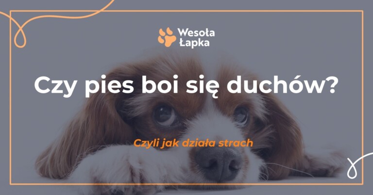 czy pies boi sie duchow