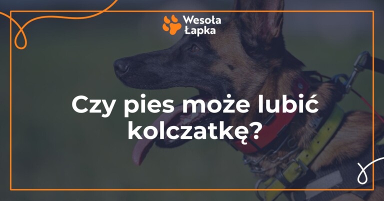 kolczatka