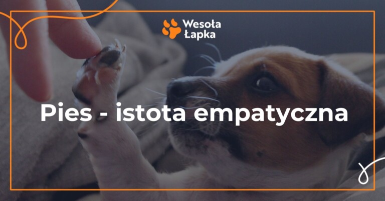 Pies istota empatyczna