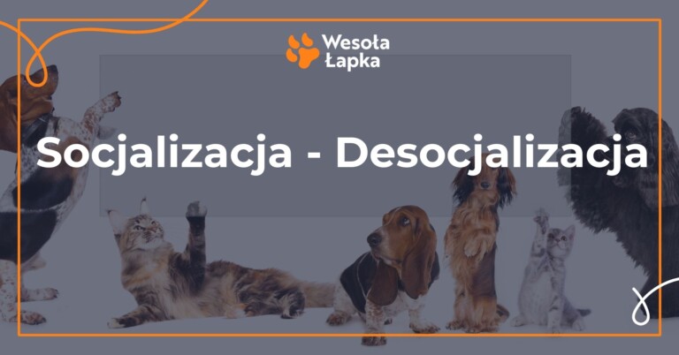 socjalizacja desocjalizacja