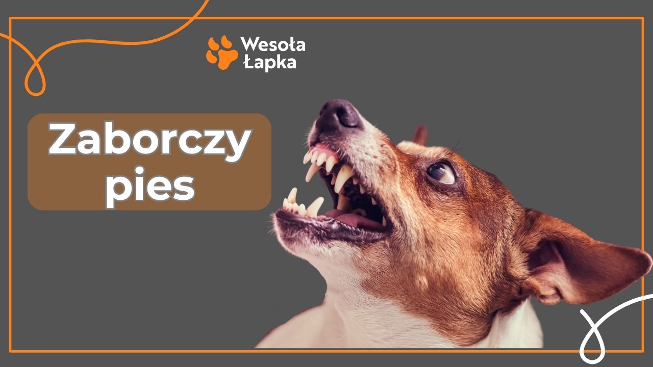 Zaborczy pies