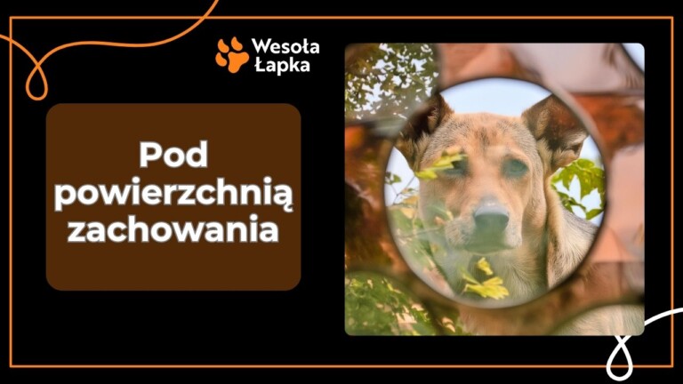 Pod powierzchnia zachowania