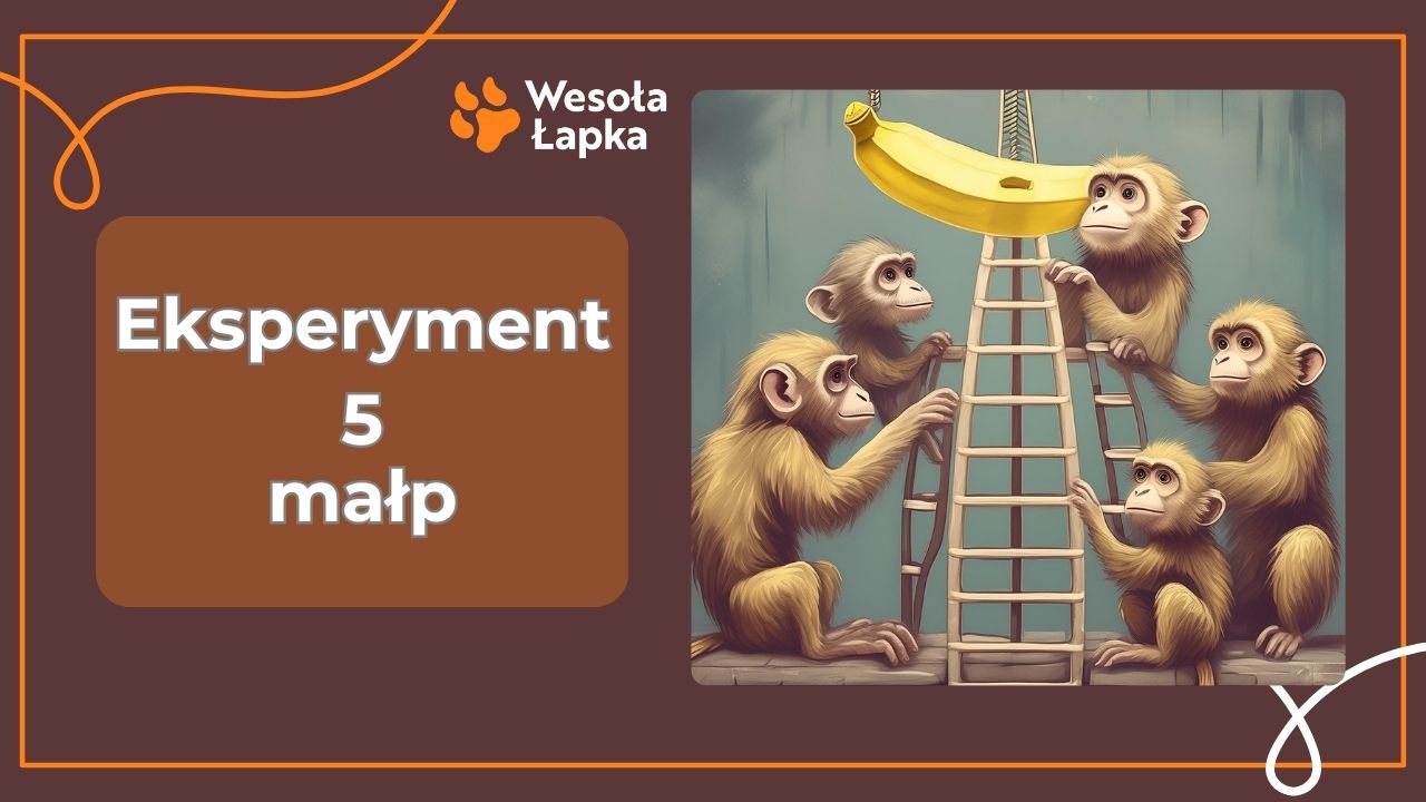 eksperyment 5 malp