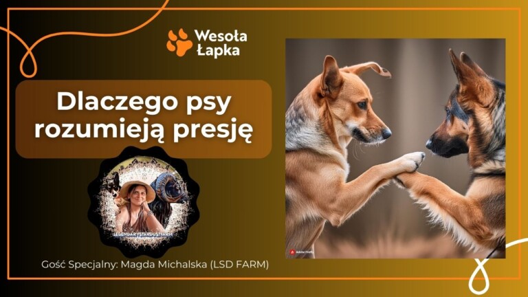 Dlaczego psy rozumieja presje