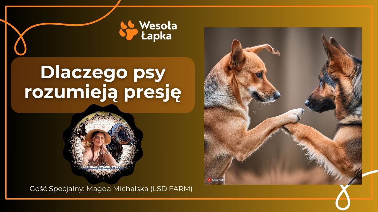 Dlaczego psy rozumieja presje