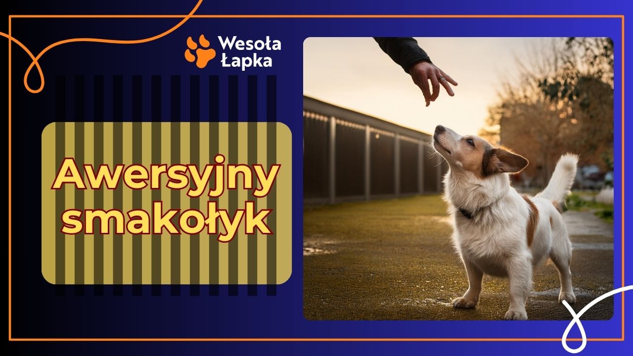 awersyjny smakolyk