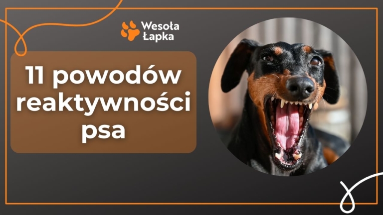 11 powodw reaktywnosci