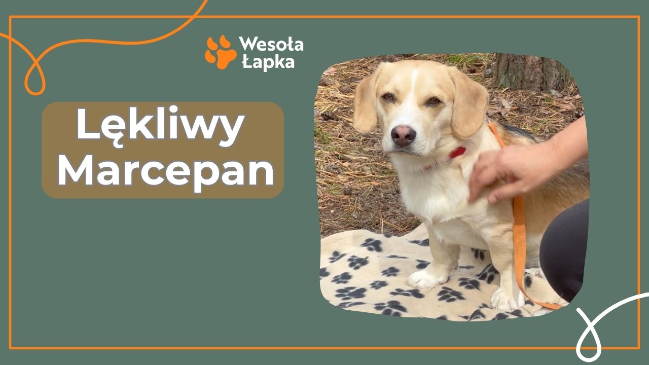 Lekliwy Marcepan