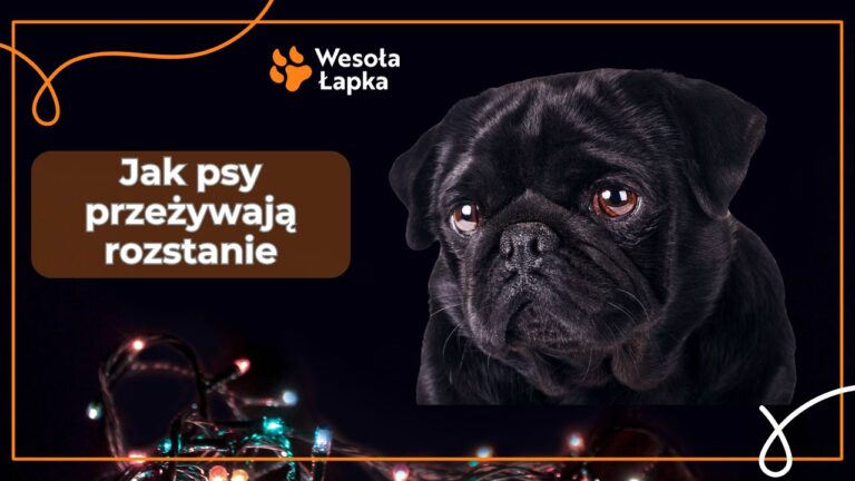 Jak psy przezywaja rozstanie