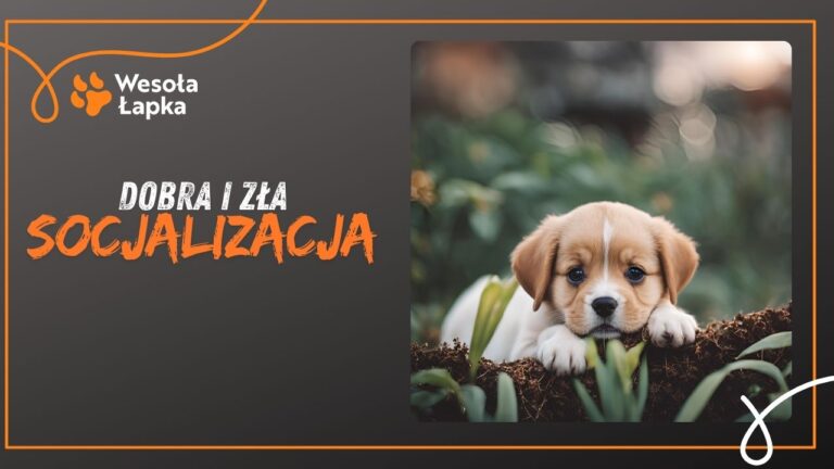 Dobra i zla socjalizacja