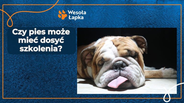 czy pies moze miec dosyc szkolenia