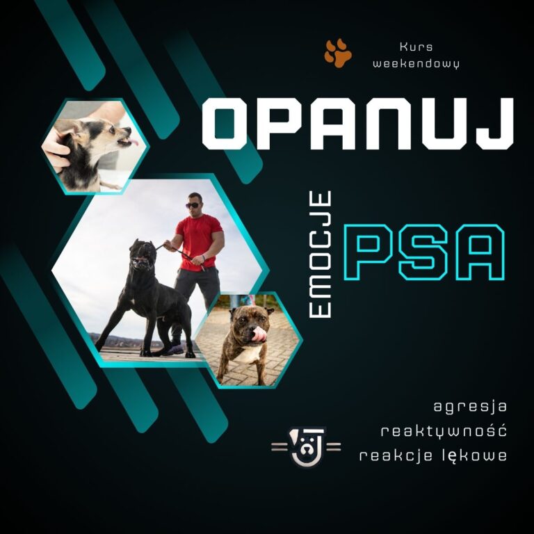 opanuj emocje psa Post na LinkedIn