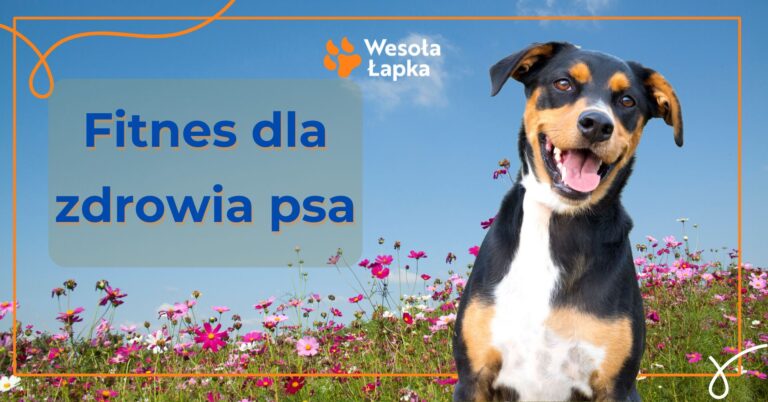Fitnes dla psa
