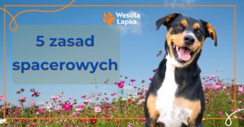 🐾 Poradnik spacerowy: 5 rzeczy, które zmienią Twój spacer z psem