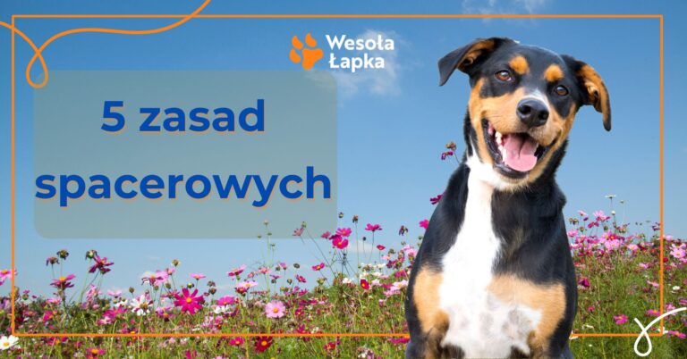 5 zasad spacerowych